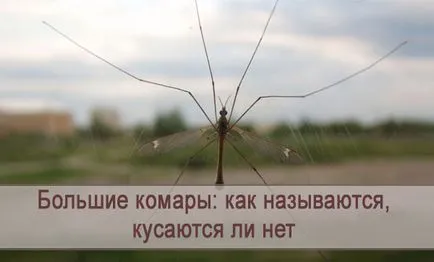 Голям като комарите се наричат ​​ако не захапка