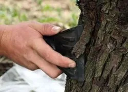 Процесът на ябълка ранна пролет