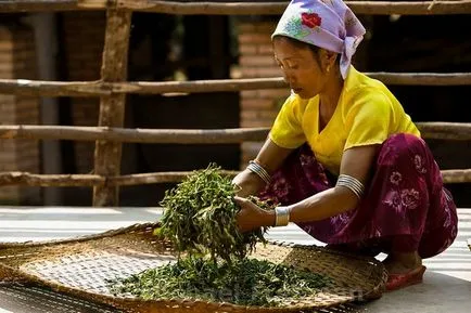 Puer Чай, необичайните характеристики и вкус