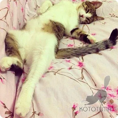 Колко полезна котка в къщата - е използването на котки