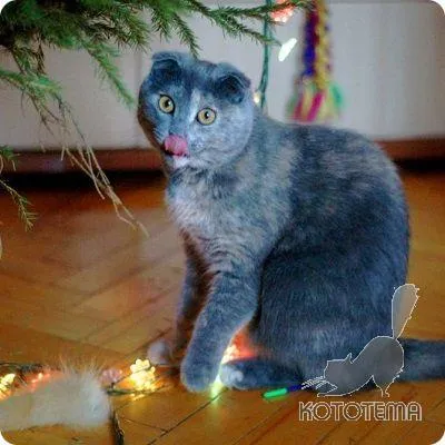 Колко полезна котка в къщата - е използването на котки