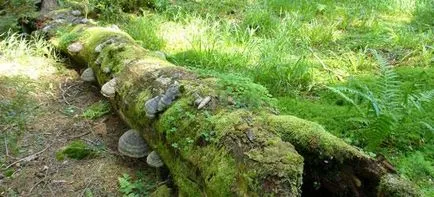 Как полезни гъби за хуманна