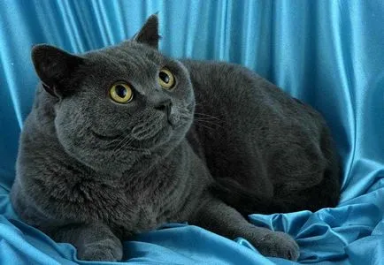 Британските клепоух котки се различават от шотландски, котката и котката (котки) Британските клепоух котки се различават от шотландски, котката и котката