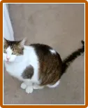 Какво да правите, ако котка или котка запек минерално масло, клизма, или друго лечение у дома
