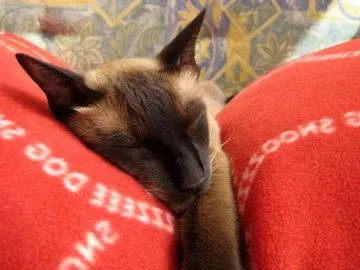 Какво означава да сънуваш котка
