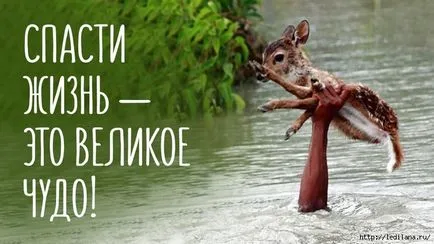 Какво е чудо