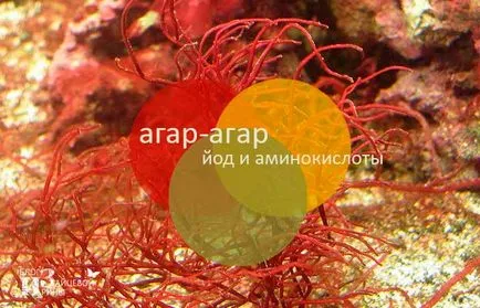 Amely készült zsidótövisbogyó Amely készült zsidótövisbogyó