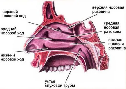 Mivel az orr kenőcs Mivel az orr kenőcs