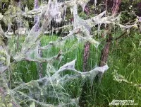 Какво е най-хермелин молците и как да се бори, въпроси и отговори, AMF Иркутск (Иркутск) Какво е най-хермелин молците и как да се бори, въпроси и отговори, AMF Иркутск