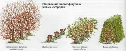 Какво е - жив плет