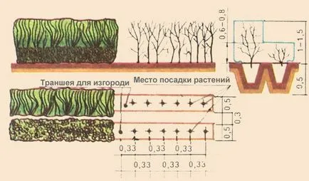 Какво е - жив плет