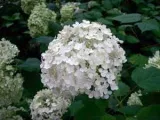 Salpiglossis цвете - отглеждане на семена в открит терен, снимка salpiglossisa, засаждане и грижи