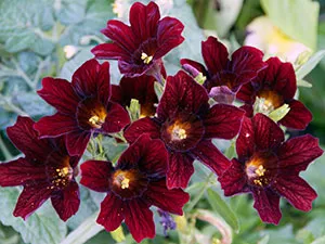 Salpiglossis цвете - отглеждане на семена в открит терен, снимка salpiglossisa, засаждане и грижи