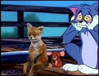 Плашилото седи лисица - популярен мем Runet