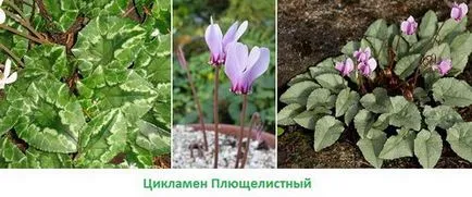 Циклама как да се грижи у дома