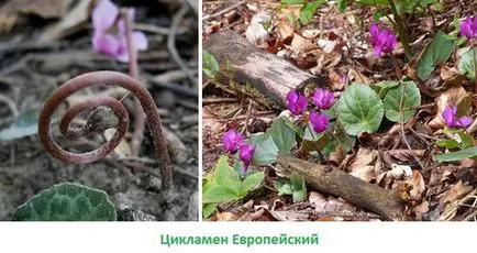 Циклама как да се грижи у дома