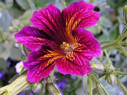 Salpiglossis цвете - отглеждане на семена в открит терен, снимка salpiglossisa, засаждане и грижи