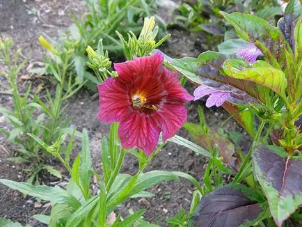 Salpiglossis цвете - отглеждане на семена в открит терен, снимка salpiglossisa, засаждане и грижи
