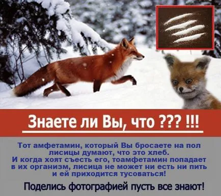 Плашилото седи лисица - популярен мем Runet