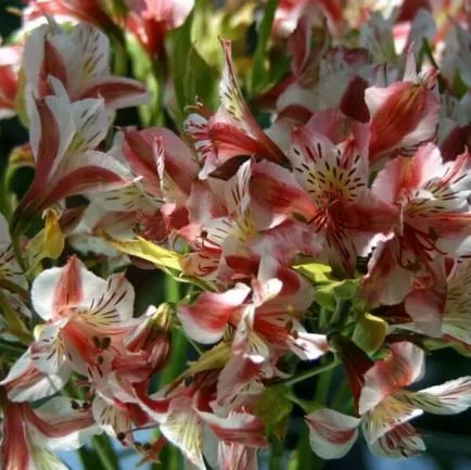 Alstroemeria цветя вкъщи снимка, отглеждане на семена в саксия и грижи (alstroemeria) Alstroemeria цветя вкъщи снимка, отглеждане на семена в саксия и грижи