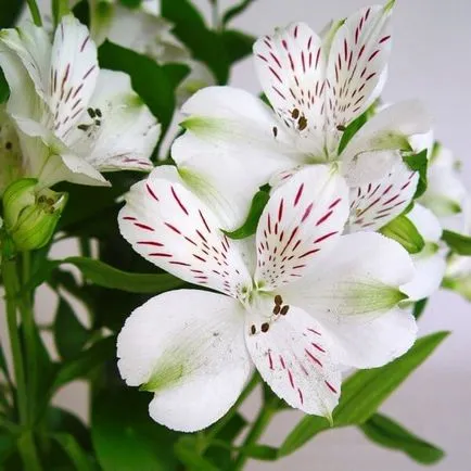 Alstroemeria цветя вкъщи снимка, отглеждане на семена в саксия и грижи (снимка) Alstroemeria цветя вкъщи снимка, отглеждане на семена в саксия и грижи