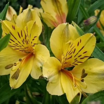 Alstroemeria цветя вкъщи снимка, отглеждане на семена в саксия и грижи (у дома) Alstroemeria цветя вкъщи снимка, отглеждане на семена в саксия и грижи