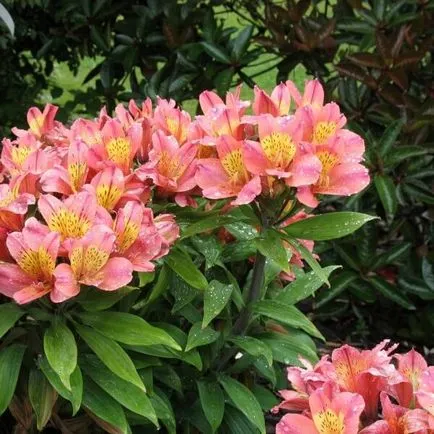 Alstroemeria цветя вкъщи снимка, отглеждане на семена в саксия и грижи (alstroemeria) Alstroemeria цветя вкъщи снимка, отглеждане на семена в саксия и грижи