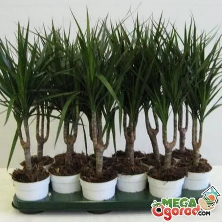 Цвете Dracaena как да се грижи за красотата на тропиците (повърхностния слой на почвата) Цвете Dracaena как да се грижи за красотата на тропиците