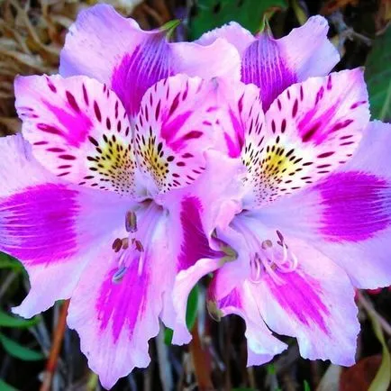 Alstroemeria цветя вкъщи снимка, отглеждане на семена в саксия и грижи (отглеждане) Alstroemeria цветя вкъщи снимка, отглеждане на семена в саксия и грижи