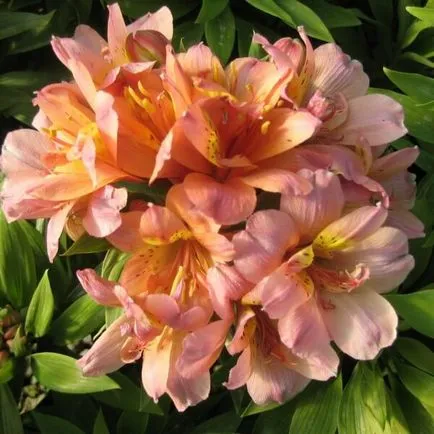 Alstroemeria цветя вкъщи снимка, отглеждане на семена в саксия и грижи (снимка) Alstroemeria цветя вкъщи снимка, отглеждане на семена в саксия и грижи