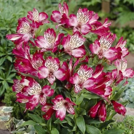 Alstroemeria цветя вкъщи снимка, отглеждане на семена в саксия и грижи (alstroemeria) Alstroemeria цветя вкъщи снимка, отглеждане на семена в саксия и грижи