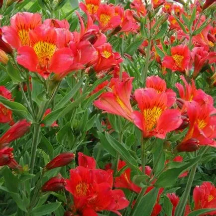 Alstroemeria цветя вкъщи снимка, отглеждане на семена в саксия грижи и (цветя) Alstroemeria цветя вкъщи снимка, отглеждане на семена в саксия и грижи