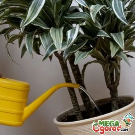 Цвете Dracaena как да се грижи за красотата на тропиците (стайни растения) Цвете Dracaena как да се грижи за красотата на тропиците