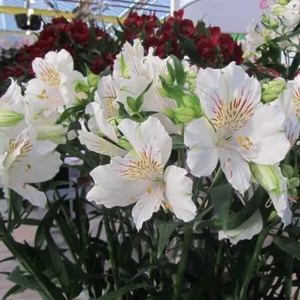 Alstroemeria цветя вкъщи снимка, отглеждане на семена в саксия и грижи (снимка) Alstroemeria цветя вкъщи снимка, отглеждане на семена в саксия и грижи