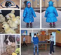 селски кучета