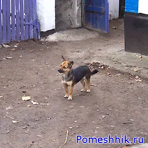 селски кучета