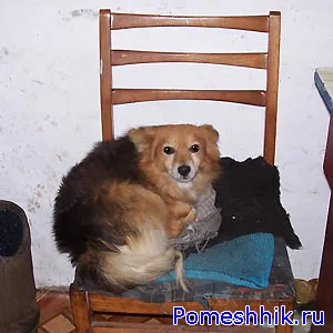 селски кучета