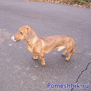 селски кучета