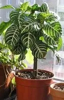 Начало Aphelandra - снимка, видове, грижи, състояние, размножаване