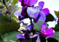Dolichos отглеждане от семена, грижи употреба (Dolichos) Dolichos расте от семена, грижа, използване