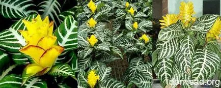 Начало Aphelandra - снимка, видове, грижи, състояние, размножаване