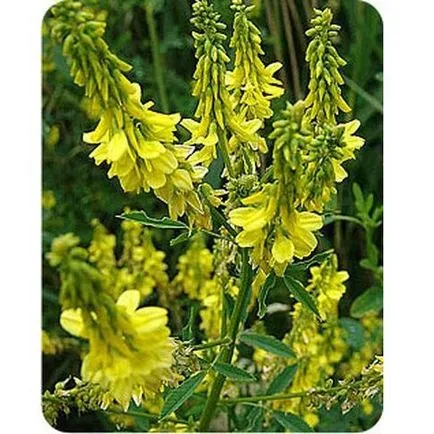 Sweet Clover мед полезни свойства, тя изглежда като разнообразието от мед и как да се прави разлика между пазара