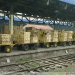 Независимо дали се храни в Китай котки Magazeta