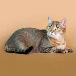 Двор породи котки със снимки
