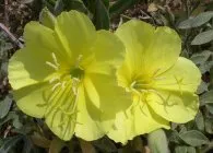 Вечерна иглика Фото сортове, засаждане и грижи, отглеждане и размножаване