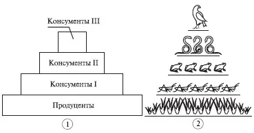 Екологична пирамида от биомаса и изобилие