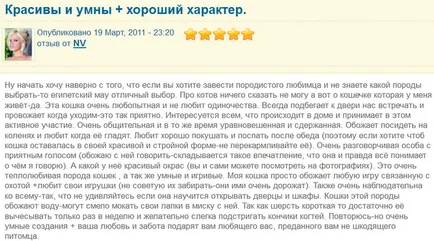 Египетският снимка, описание на порода котка, характер, ревюта и цени