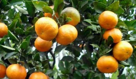 Tangerine Essential Oil 1