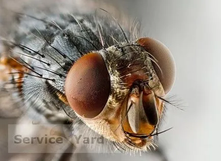 Drosophila - как да се отървете, serviceyard-комфорт на дома си на една ръка разстояние