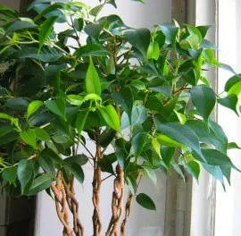 Ficus benjamina размножаване и грижи в дома